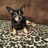 Entry image for Bella Rose