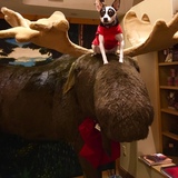 Entry image for Patches