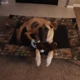 Entry image for Daisy