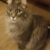 Entry image for Clue