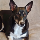 Entry image for Misty