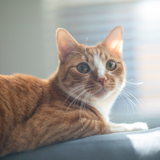 Entry image for Binx