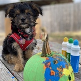 Entry image for Frankie