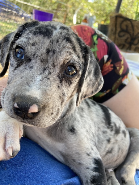 Entry image for Leopard. Clicking this image will show a larger photo