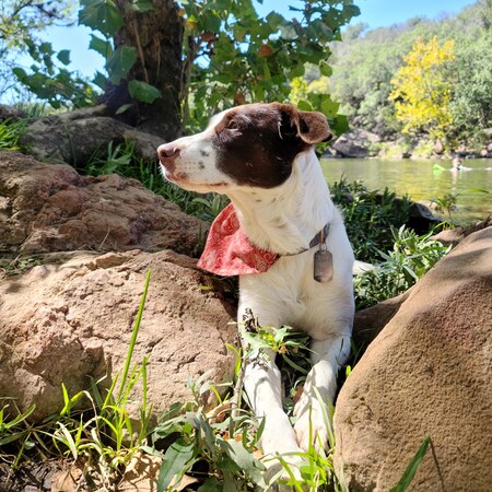 Entry image for Luna. Clicking this image will show a larger photo