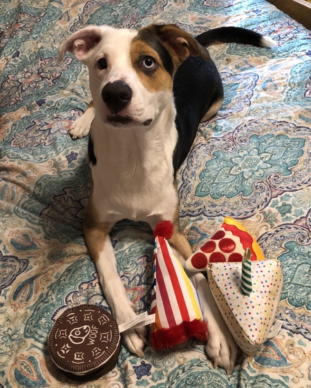 Entry image for Charlie . Clicking this image will show a larger photo