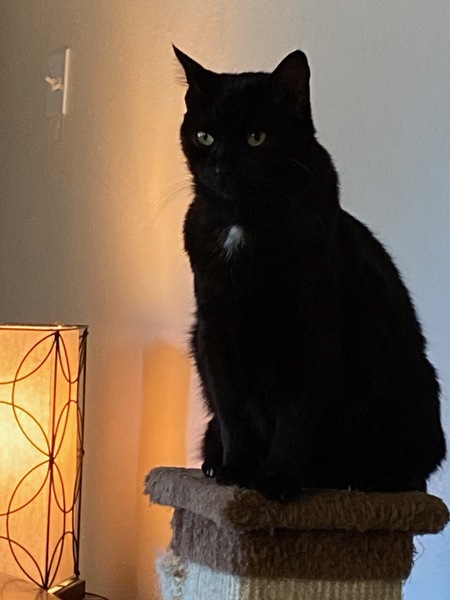 Entry image for Ziva. Clicking this image will show a larger photo