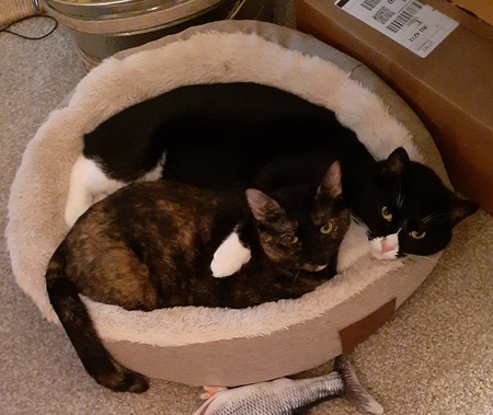 Entry image for Felix & Stella. Clicking this image will show a larger photo