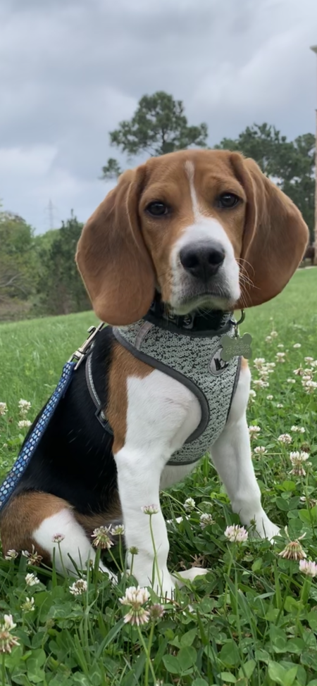 Entry image for Rufus. Clicking this image will show a larger photo