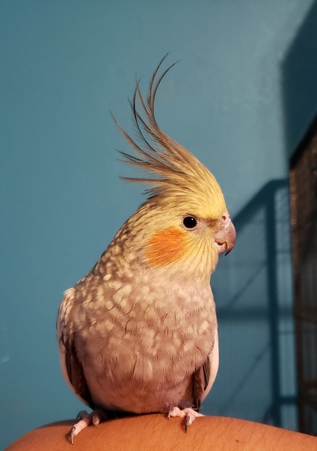 Entry image for Honey Birb . Clicking this image will show a larger photo