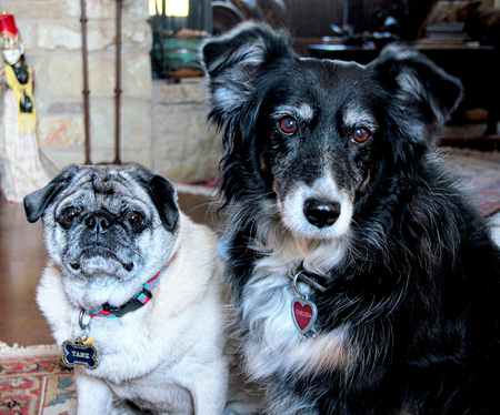 Entry image for Tank and  Chelsea. Clicking this image will show a larger photo