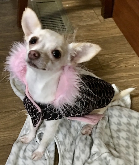 Entry image for Chloe. Clicking this image will show a larger photo