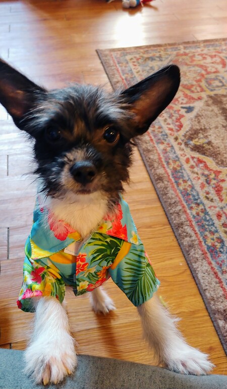 Entry image for Ozzy . Clicking this image will show a larger photo