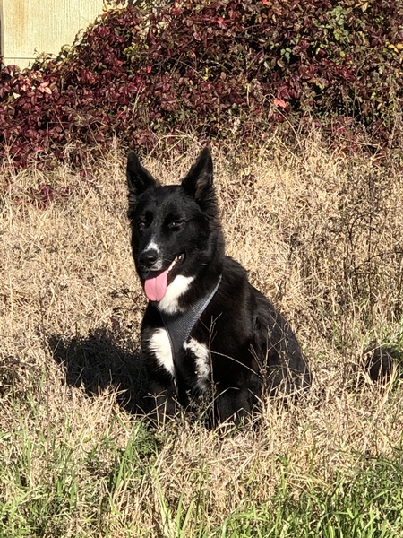 Entry image for Dottie. Clicking this image will show a larger photo