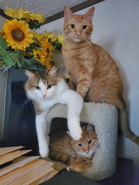 Entry image for Thomas, Cheddar and Cheeto. Clicking this image will show a larger photo