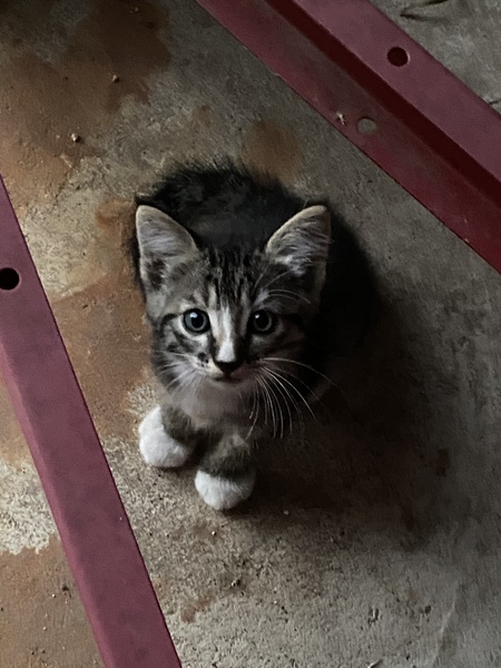 Entry image for Webberville Whitefeet. Clicking this image will show a larger photo