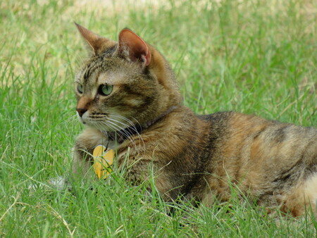 Entry image for Pounder. Clicking this image will show a larger photo