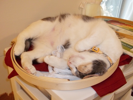 Entry image for Peanut. Clicking this image will show a larger photo