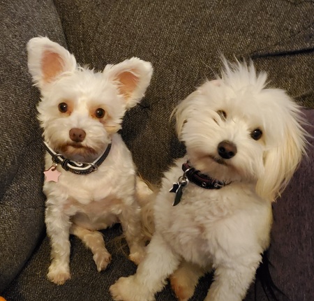 Entry image for Ollie and Lola. Clicking this image will show a larger photo