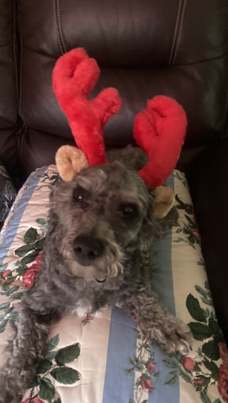 Entry image for Eli. Clicking this image will show a larger photo