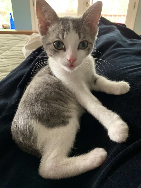 Entry image for Comet NEOWISE 2020. Clicking this image will show a larger photo