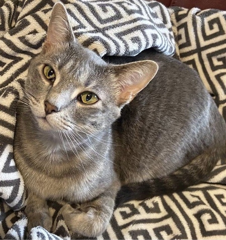 Entry image for Gracie . Clicking this image will show a larger photo