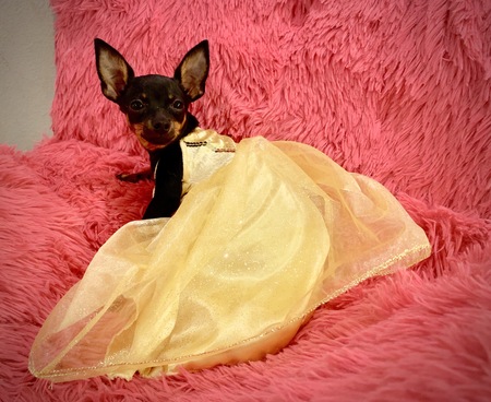 Entry image for RoxyRoo. Clicking this image will show a larger photo