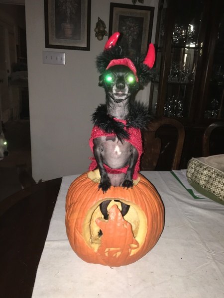 Entry image for Ruby. Clicking this image will show a larger photo