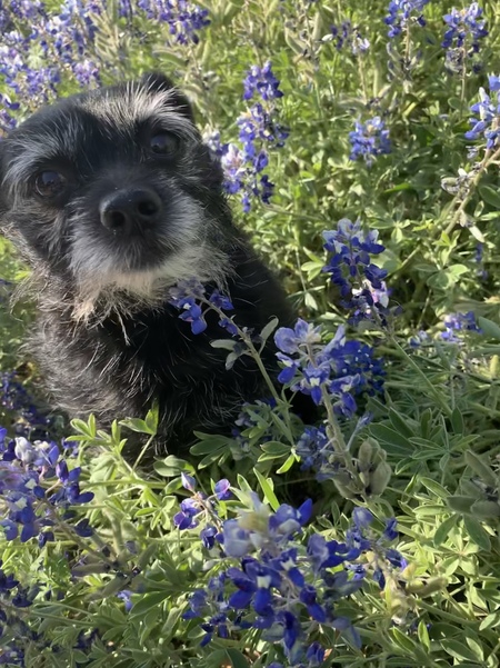 Entry image for Otis. Clicking this image will show a larger photo