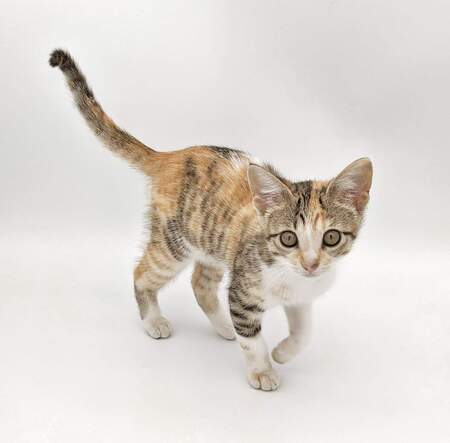 Entry image for Seger. Clicking this image will show a larger photo