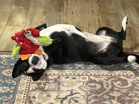 Entry image for Parvati. Clicking this image will show a larger photo