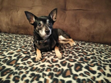 Entry image for Bella Rose. Clicking this image will show a larger photo