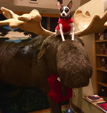 Entry image for Patches. Clicking this image will show a larger photo