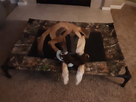 Entry image for Daisy. Clicking this image will show a larger photo