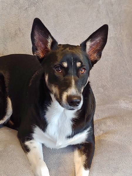 Entry image for Misty. Clicking this image will show a larger photo