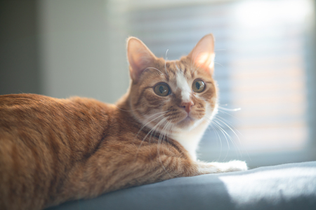 Entry image for Binx. Clicking this image will show a larger photo