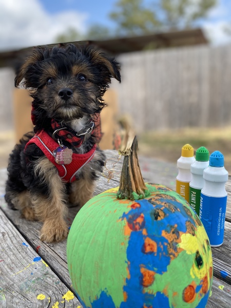 Entry image for Frankie. Clicking this image will show a larger photo