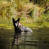 Entry image for Koda