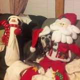 Entry image for Raider