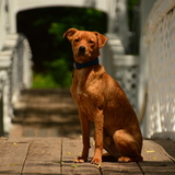 Entry image for Captain