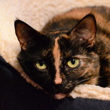 Entry image for Chloe