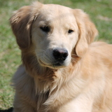 Entry image for Harvey