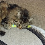 Entry image for Tank