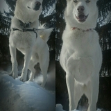 Entry image for Magnum (left) Angel (right)