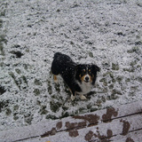 Entry image for Milo