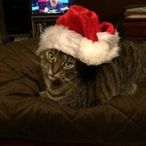 Entry image for Putty