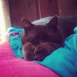 Entry image for Brown