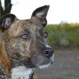 Entry image for Timber