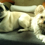 Entry image for Peggy Sue & Fiona