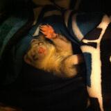 Entry image for Mr. Snickers